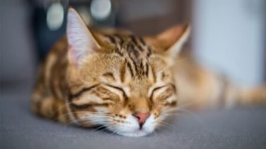 почему кот мурчит