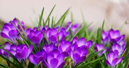 Как ухаживать за фиалками
