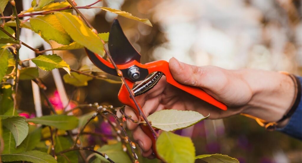 Як обрізати дерева: ефективні методи та правила Як обрізати дерева