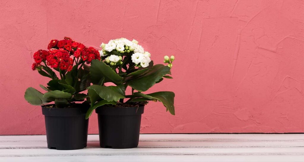 Як доглядати за кімнатною трояндою