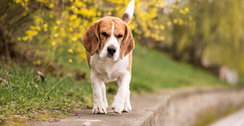 Чому собака тремтить