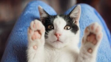как стричь когти коту