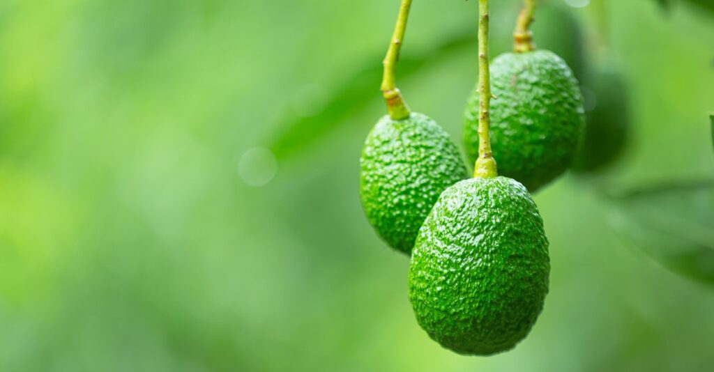 як виростити авокадо