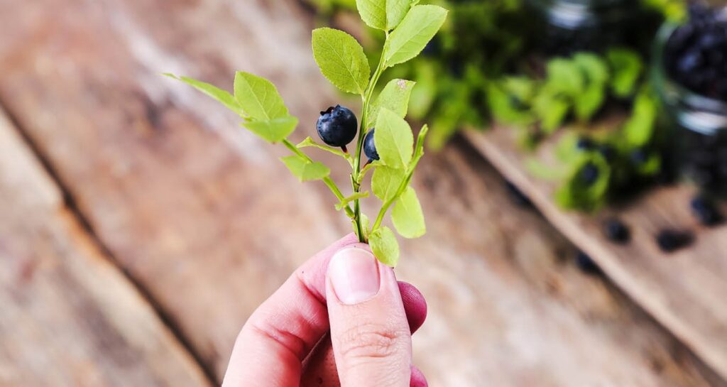Як посадити лохину: поради для успішного вирощування як посадити лохину