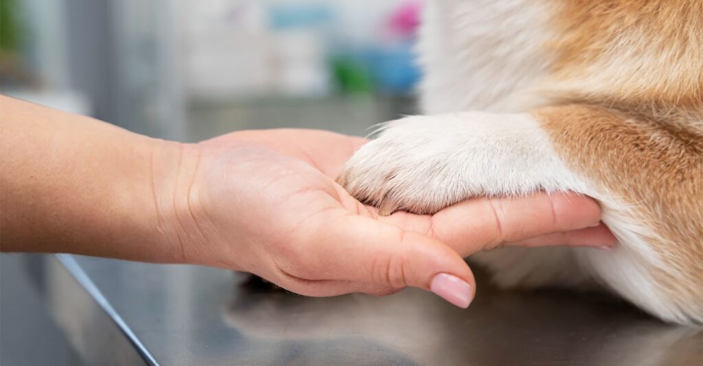 як обрізати кігті собаці