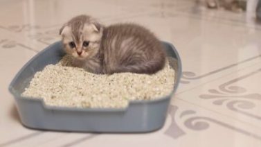 кукурудзяний наповнювач для котячого туалету